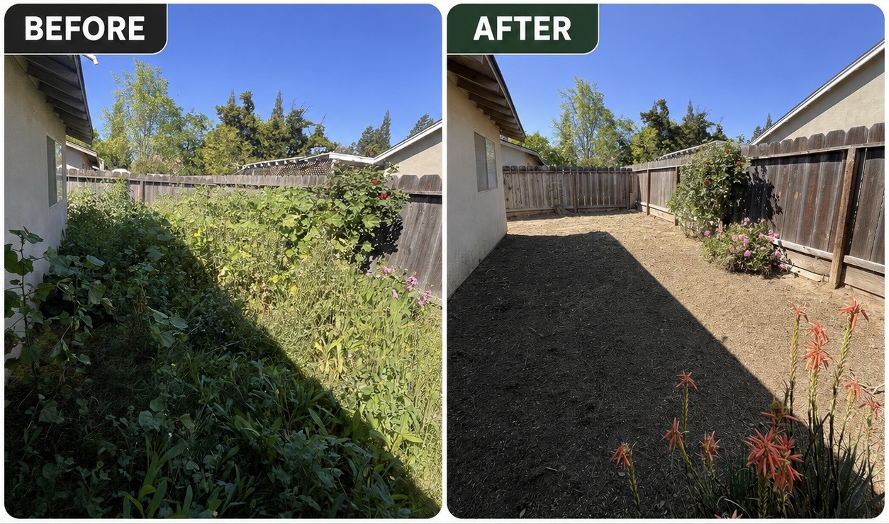 Before and after overgrown backyard cleanup in the Modesto service area
